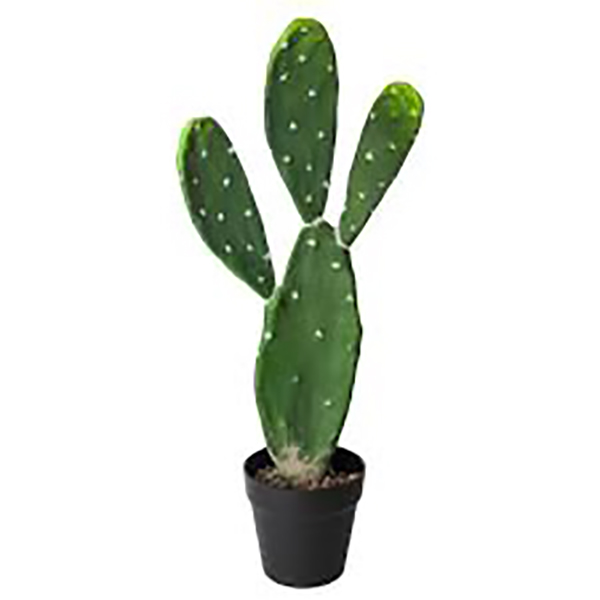 CACTUS H60