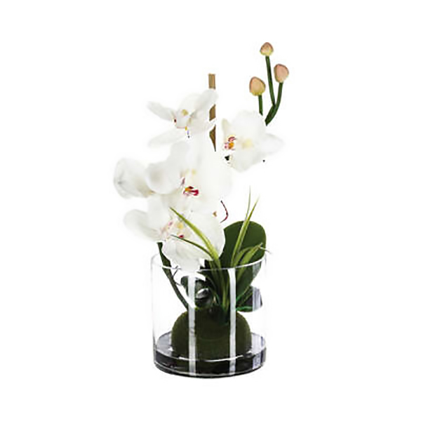 COMPO ORCHIDEE VASE VR H37