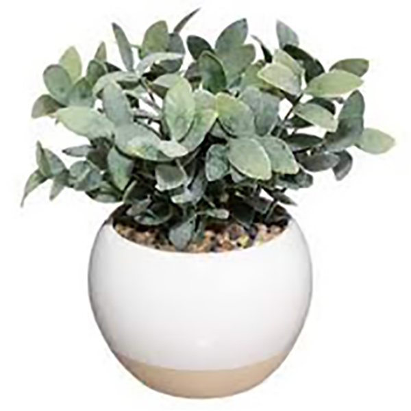PLANTE POT CRMQ ASS D11