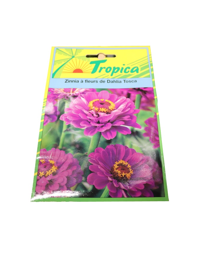 ZINNIA A FLEURDE DAHLIA TOSCA 120 GRAINE tr
