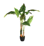 BANANIER ARTIFPOT H120