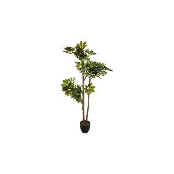 SCHEFFLERA H130