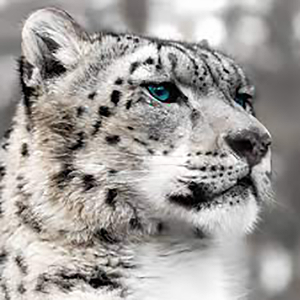 GLASSART 45X45 LEOPARD BLANC