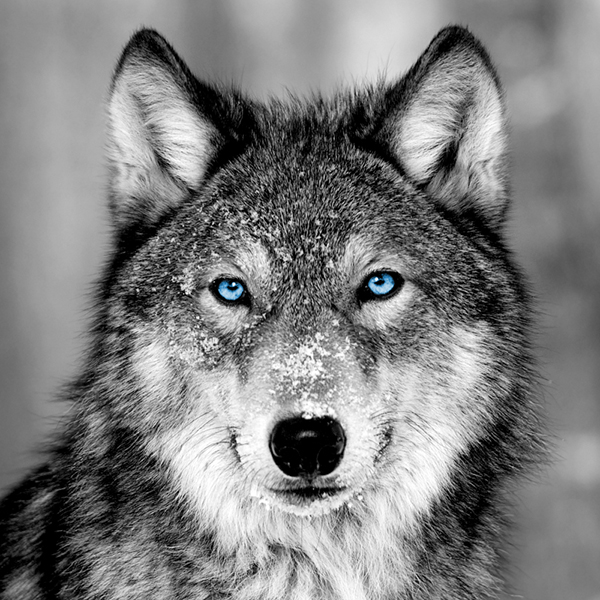 GLASSART 45X45 LOUP BLUE EYES