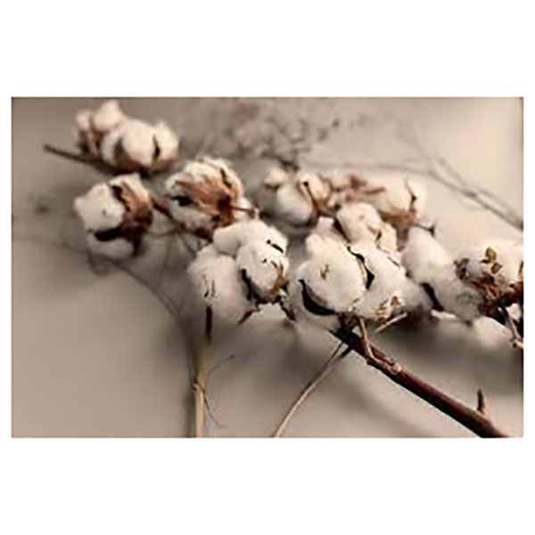 GLASSART 45X65 COTTON BRANCHE