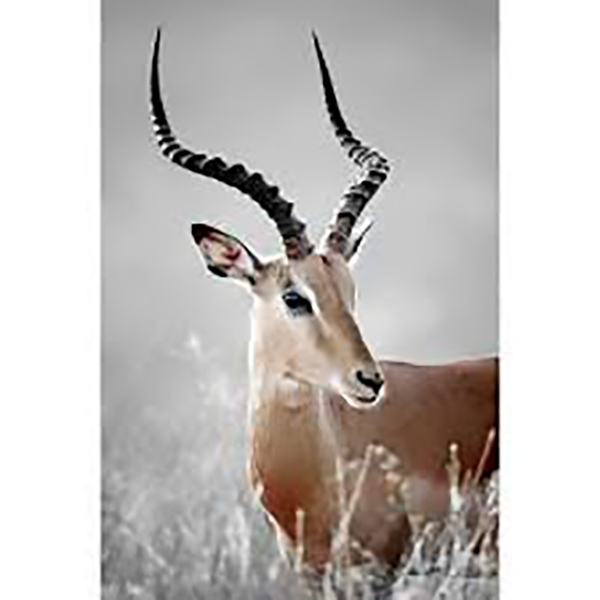 GLASSART 45X65 GAZELLE