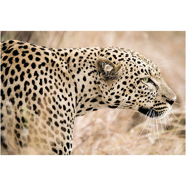 GLASSART 45X65 LEOPARD