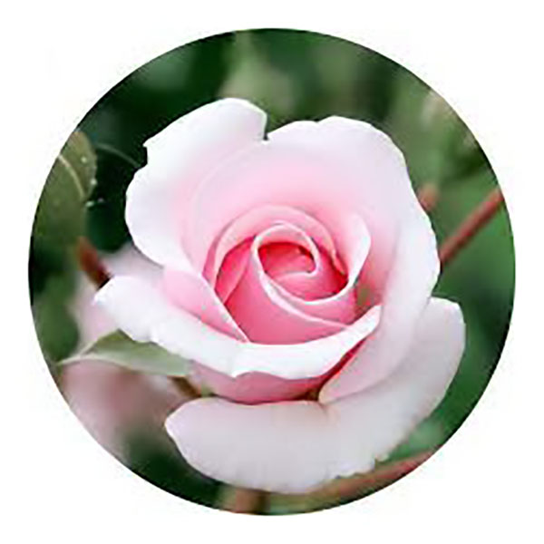 GLASSART ROND ROSE 45