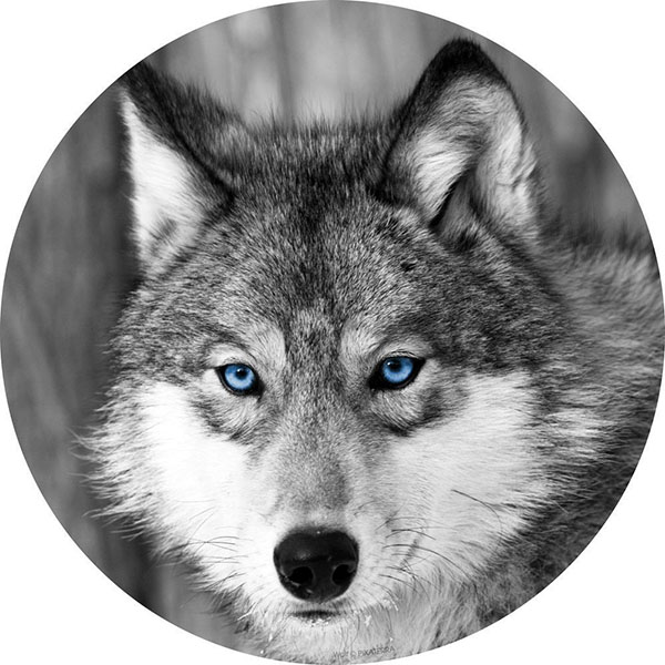 GLASSART ROND LOUP 25