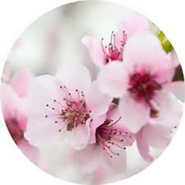 GLASSART ROND 25CM SAKURA