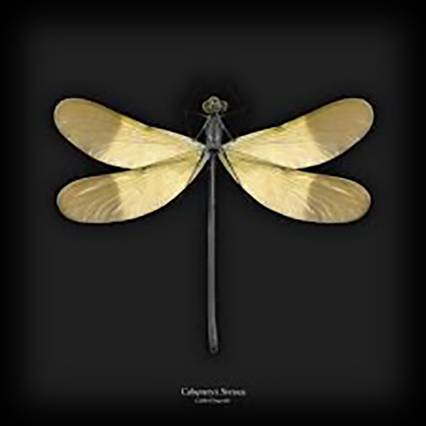 GLASSART 3D GOLDEN DRAGONFLY