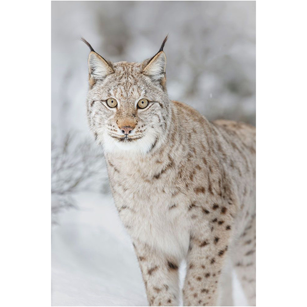 GLASSART 30X30 LYNX