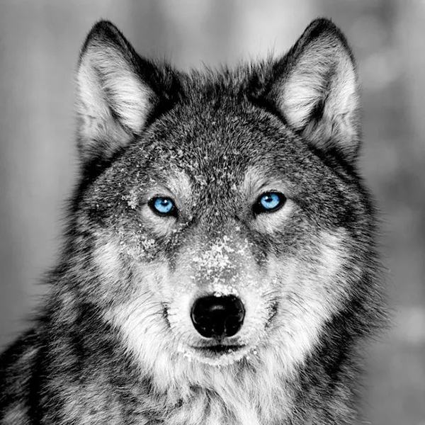 GLASSART 30X30 PORTRAIT LOUP