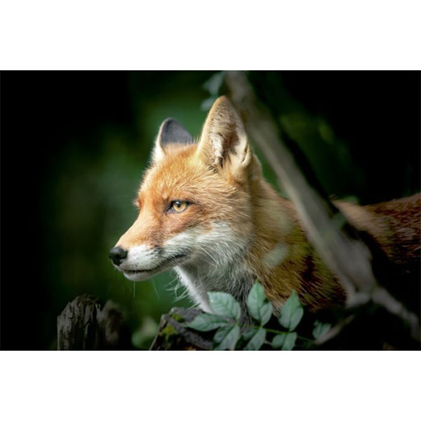 GLASSART 45X65 RENARD CHASSE