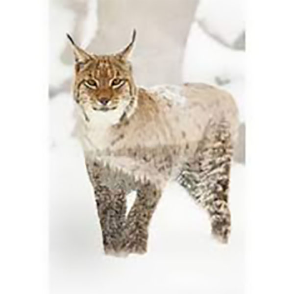 GLASSART 45X65 LYNX ROUX