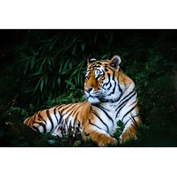 MATE 65X97 TIGRE AU REPOS