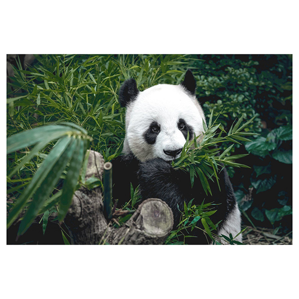 MATE 65X97 HUNGRY PANDA