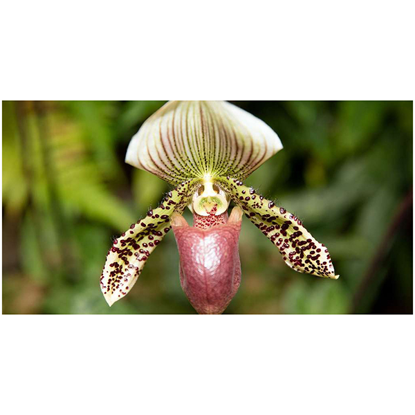 ORCHIDEES : PHALAENOPSIS , PAPHIOPEDILUM