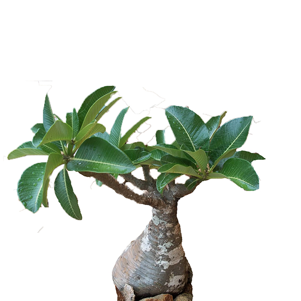 PACHYPODIUM (BAOBAB NAIN)