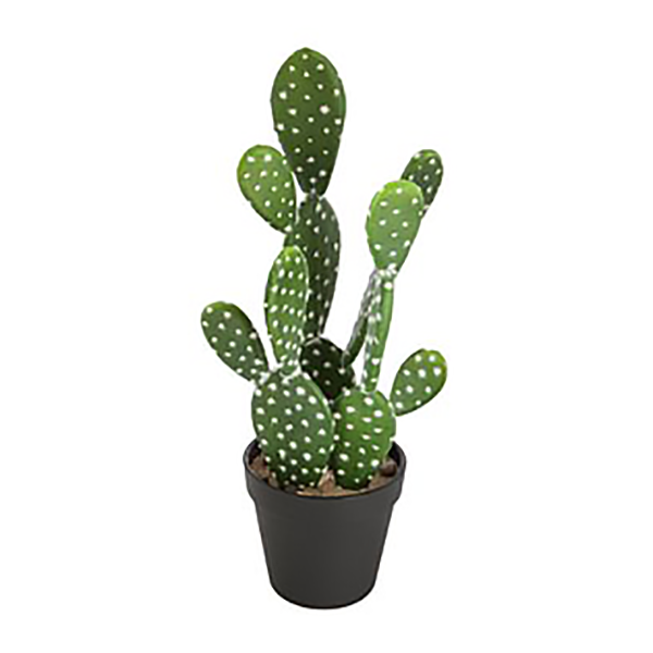 CACTUS NOMADE H42