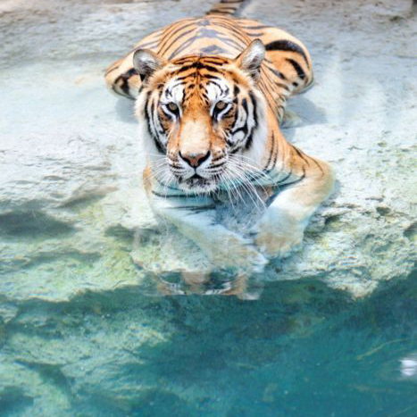 REGART 65X97 TIGRE DANS L EAU