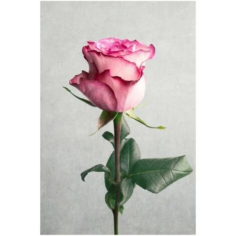 REGART 65X97 ROSE CHIC