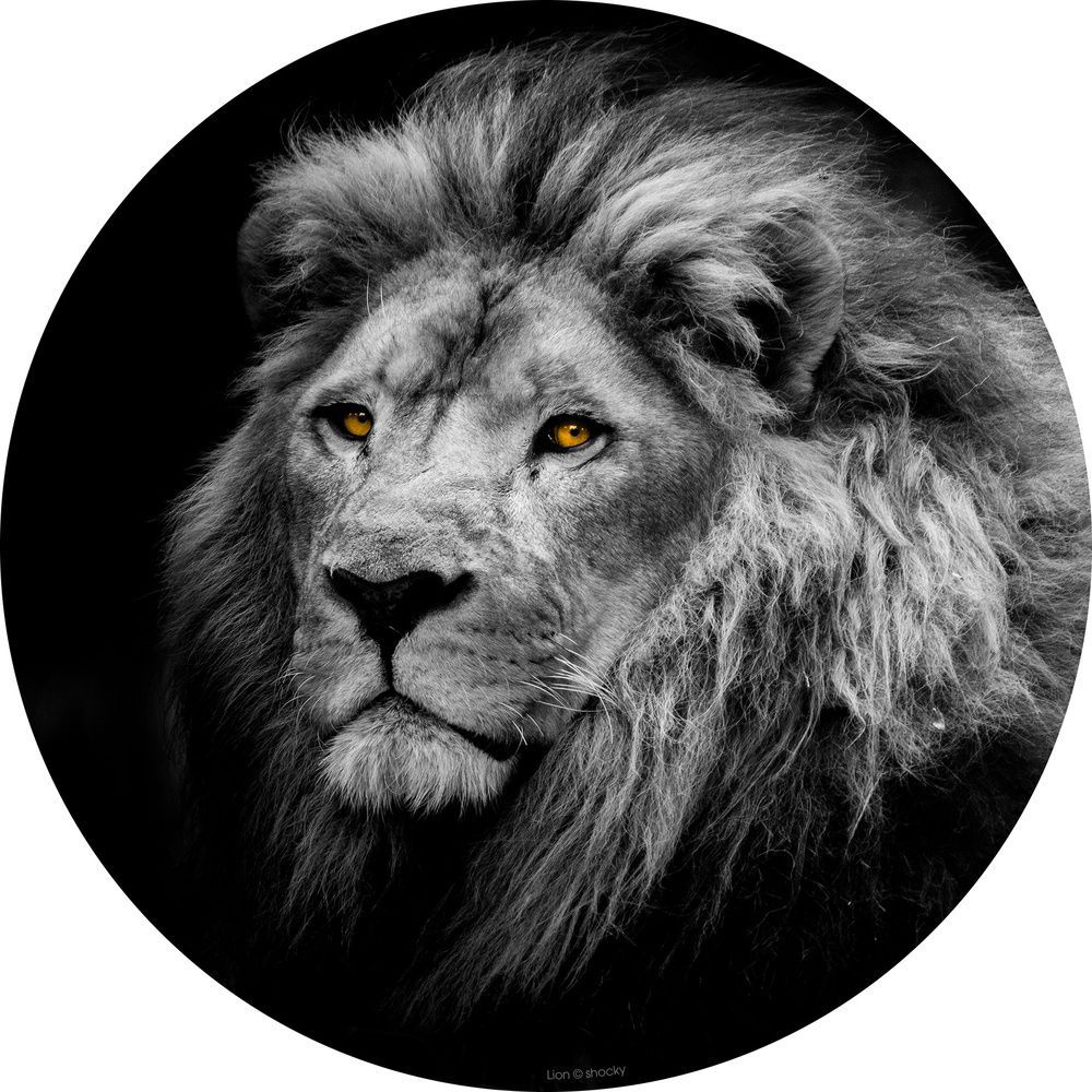 REGART ROND LION 95