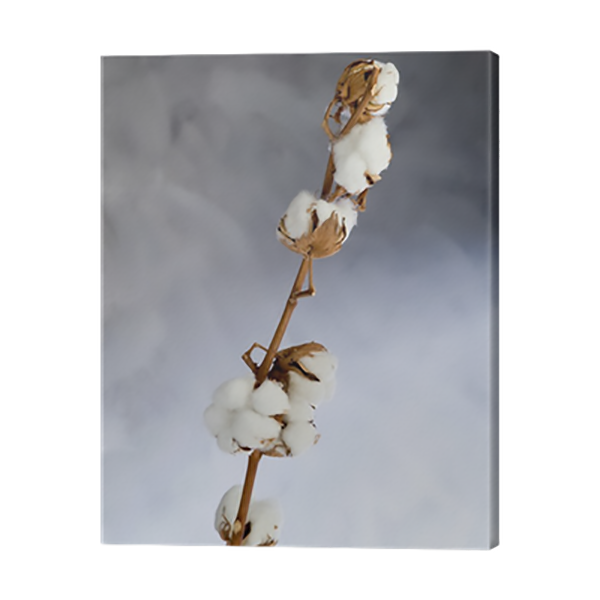 TOILE 30X97 BRANCHE DE COTON