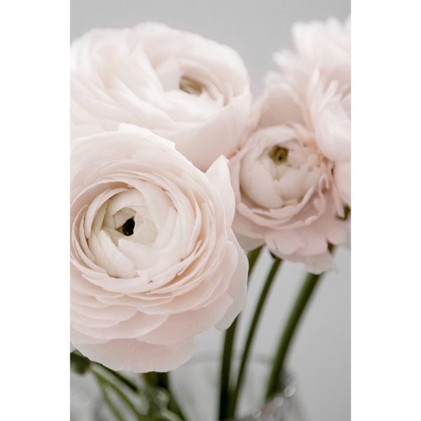 TOILE 30X45 BOUQUET ROSE
