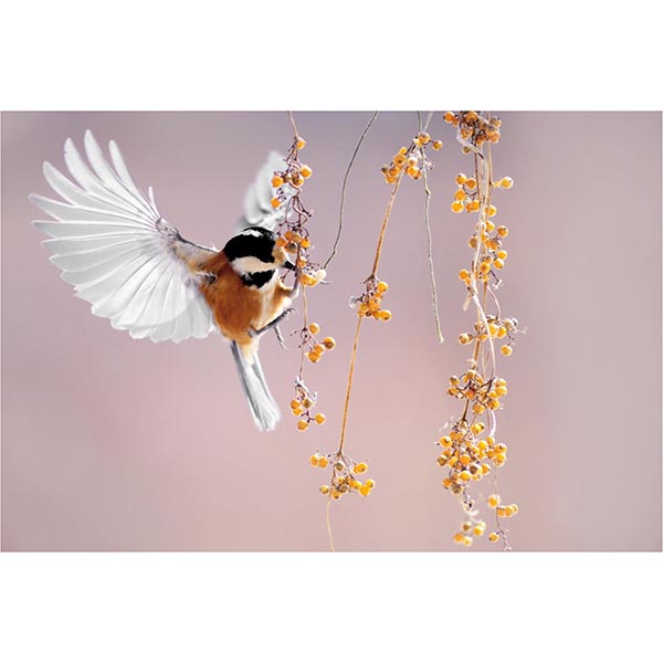 TOILE 45X65 BRANCH &amp; BIRD