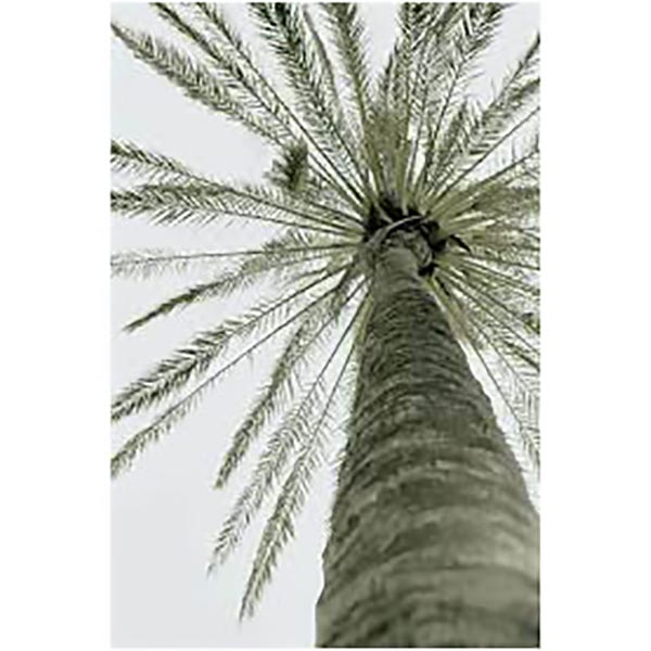 TOILE 30X45 PALMIER VUE HAUT