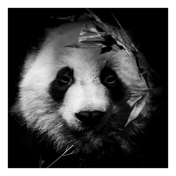 TOILE 45X45 PORTRAIT PANDA