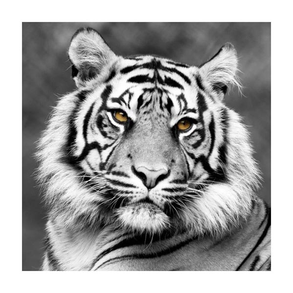 TOILE 45X45 WHITE TIGER FACE