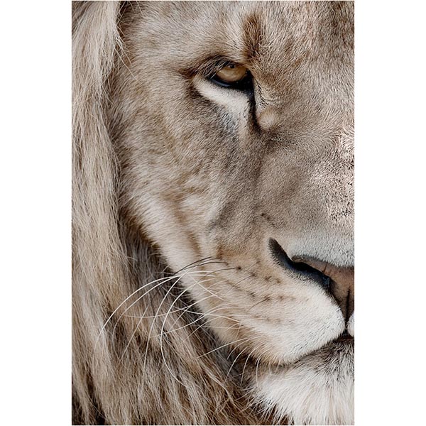 TOILE 45X65 DEMI LION