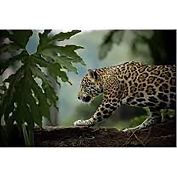 TOILE 45X65 JAGUAR EN CHASSE
