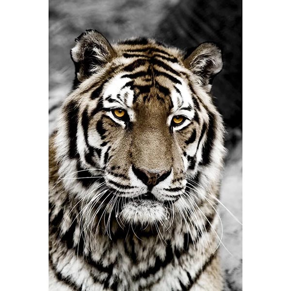 TOILE 30X45 TIGER FACE