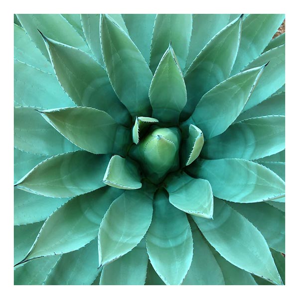 TOILE 45X45 SUCCULENT 3