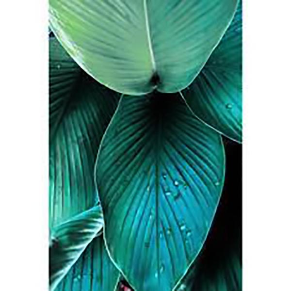 TOILE 30X45 LEAF ROOM