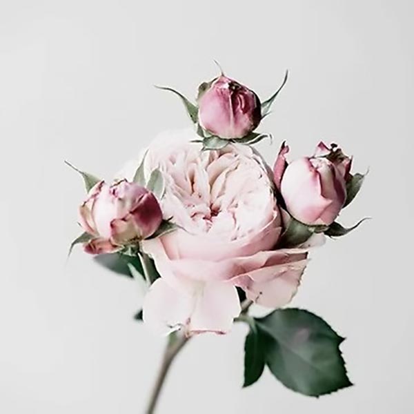 TOILE 30X30 ROSES ROSE