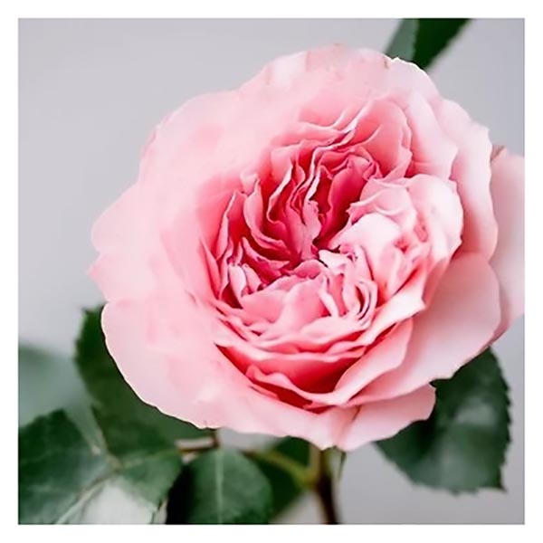 TOILE 30X30 PINK FLOWER