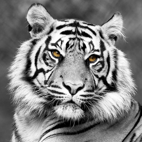 TOILE 30X30 WHITE TIGER FACE