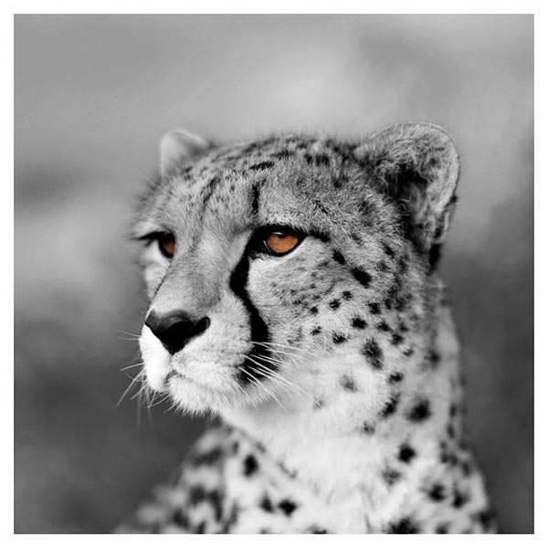 TOILE 30X30 CURIEU LEOPARD