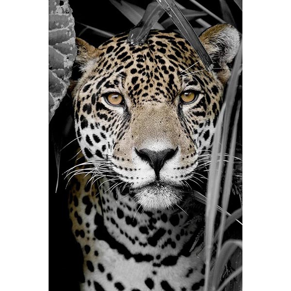 TOILE 30X45 REGARD INTENSE