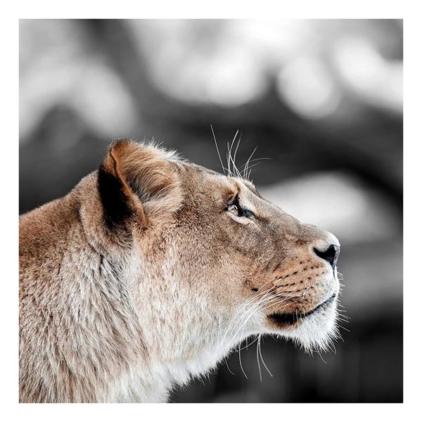 TOILE 30X30 LOVE LIONNE