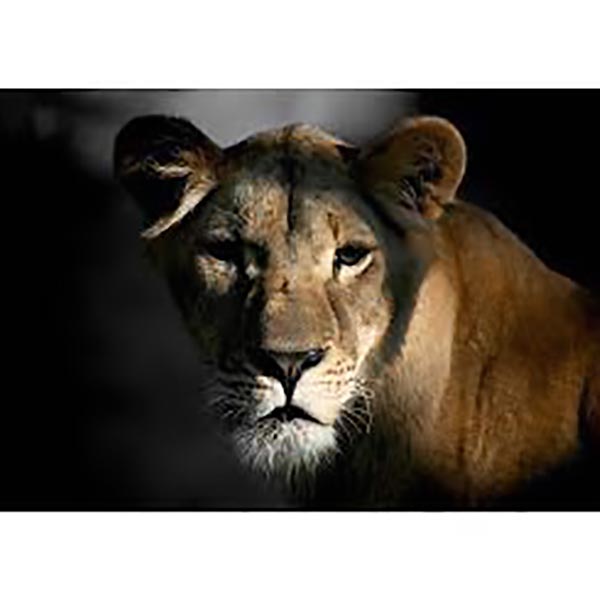 TOILE 30X45 LIONNE&amp;OMBRE