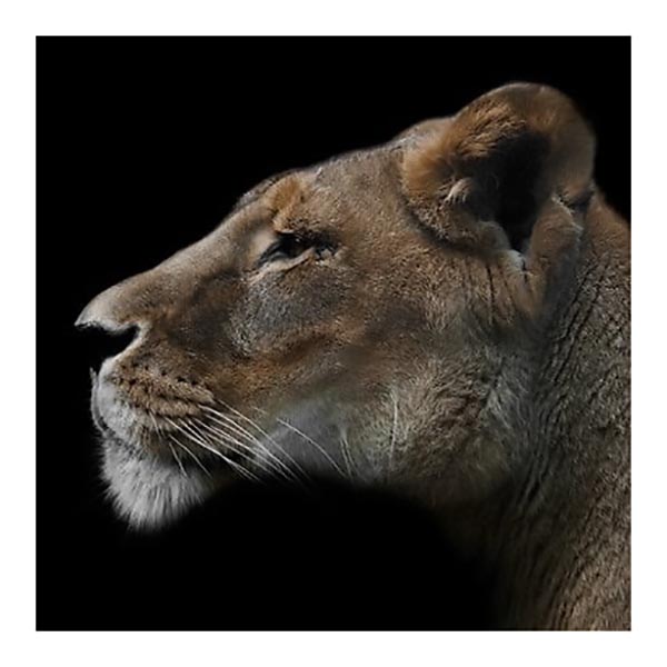 TOILE 30X30 LIONNE PROFIL