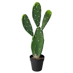 [112165] CACTUS H60