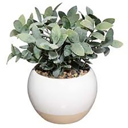 [112170] PLANTE POT CRMQ ASS D11