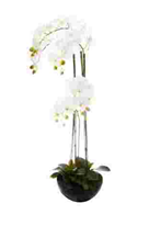 [113166] ORCHIDEE POT CRMQ H115