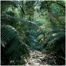 [11612] GLASSART 45X45 JUNGLE